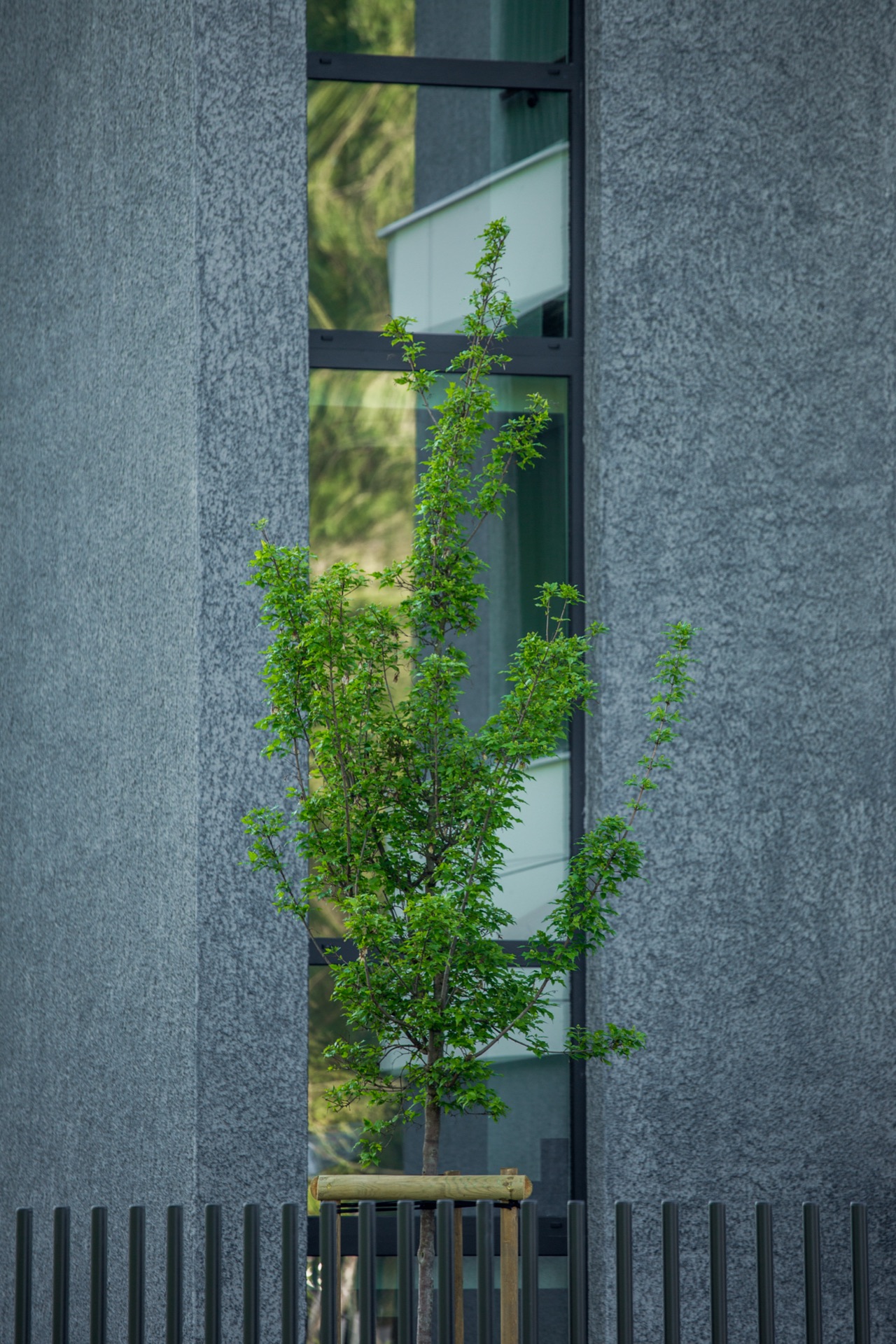 Young tree against a textured stone façade